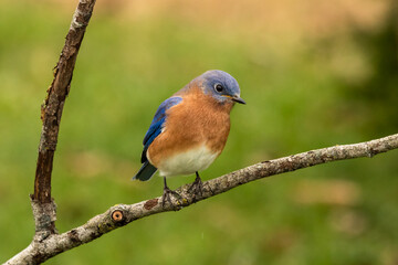 A male Eastern Bluebird uses a fallen tree branch as a hunting perch.
