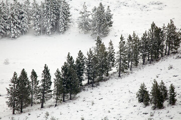 winter forest in the snow