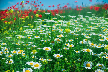 big bush of daisies in a poppy field at noon in the bright sun