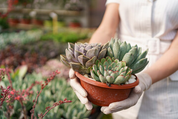 Side view at woman hands wearing rubber gloves and white clothes holding succulents or cactus in...