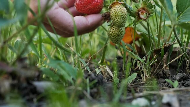 woman's hand picks ripe strawberries in the garden. Close-up. Slow motion