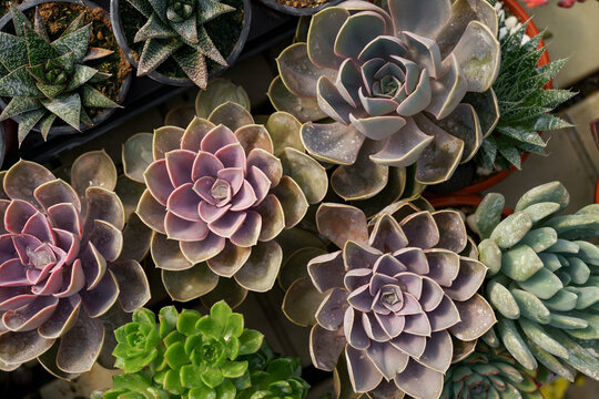 Close up of agave succulent plants, easy care indoor house plant. Abstract green plants background