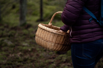 Person picking mushrooms in the forest. Unrecognizable woman in purple jacket holding a basket to be able to carry the edible mushrooms. Photo taken in Sweden. 