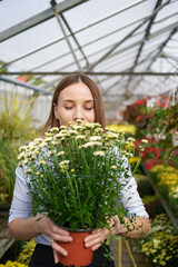 Smiling happy florist in her nursery standing holding potted chrysanthemums in her hands as she tends to the gardenplants in the greenhouse