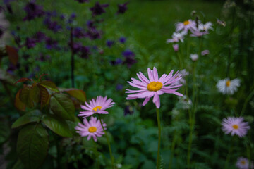 Obraz premium Pink daisies in the dusk of the summer garden.