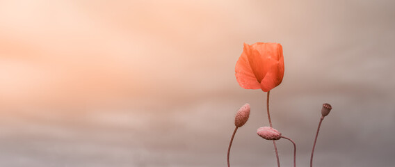 Beautiful nature background with red poppy flower poppy on grey background. Remembrance day,...