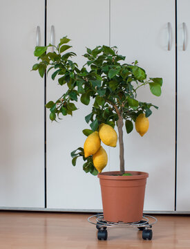 Zitronenbaum im Zimmer