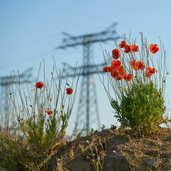 Überlebenskampf von Mohnblumen auf einer Schutthalde in einem Industriegebiet in Magdeburg. Im...