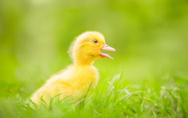 Yellow cute duckling running on green grass on sunny day. Quacking little duck. Surprise animal emotions