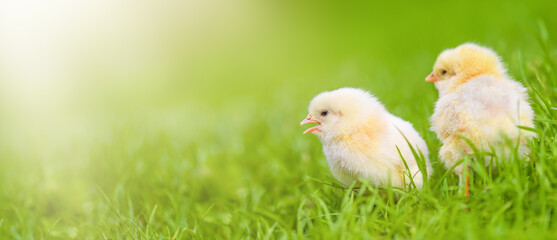 Little yellow chicken on the green grass. Wide banner