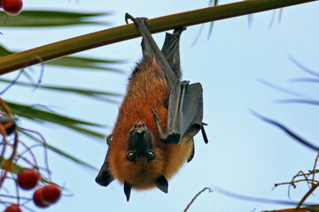 Fruit bat hanging with tongue out