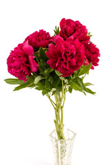 Beautiful red peony flower isolated on white background. Low key blooming peony picture for decoration. 