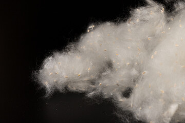 Fluff of poplar trees close-up. Allergy to poplar seeds.