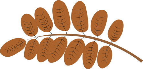 Ash tree leaf in trendy flat style isolated on white background.