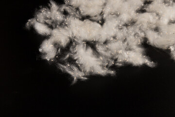 Fluff of poplar trees close-up. Allergy to poplar seeds.