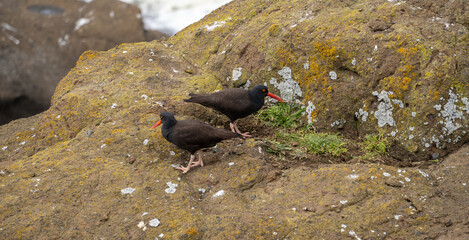 a pair of black oystercatchers building a nest. They are a conspicuous black bird found on the...