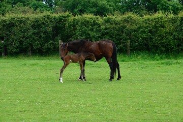 Horse with foal