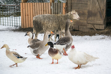 In winter, pets stand on a snow farm in front of a wooden house and a corral