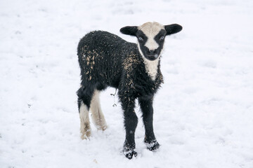 Black and white young lamb standing in the winter in the snow