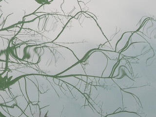 The branches of the tree and the sky are reflected in the water of the lake. Full screen photo