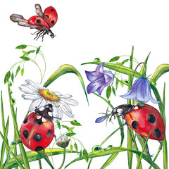 Three big red ladybugs on bluebell and daisy flowers with green grass and dewdrops. Realistic illustration of summer meadow wild life. Watercolor hand painted isolated element on white background.