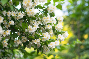 close up of jasmine flowers in a garden, branch with white flowers on a sunny day