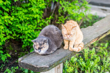 the problem of homeless animals, red and gray sick cats on an old wooden bench