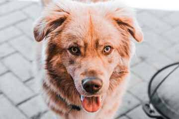 portrait of a mixed breed dog. ginger red dog