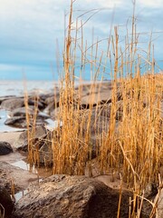 grass on the beach