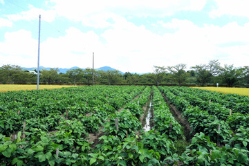 黒大豆畑 8月下旬 の風景　成長中 丹波篠山