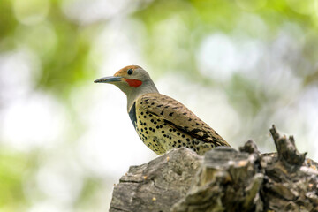 Northern Flicker - A close-up and low-angle view of a male Northern Flicker perching in a Spring forest. Colorado, USA.