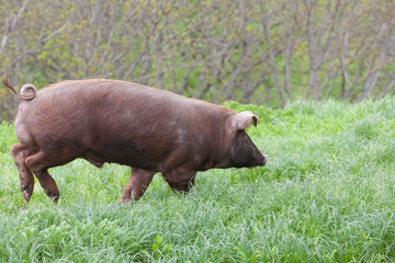 piglet with dark brown hair and curled pig tail in a cage eating grass on a pig pork farm
