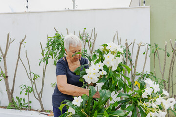 Mulher idosa dedicada a cuidar de plantas