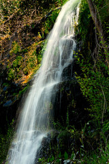 Fototapeta premium Cascata de água fresca na floresta