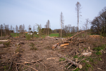 Forest dieback, cleared forest in Germany