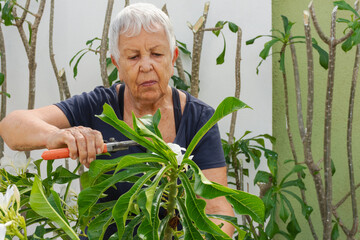 Mulher idosa cuidando do jardim e plantando 