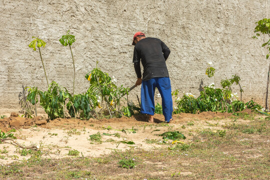 Trabalho com enxada para planta&ccedil;&atilde;o
