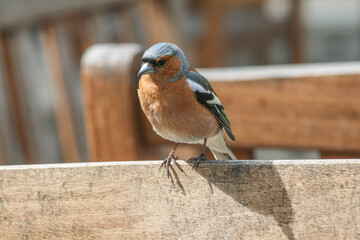 A Chaffinch sitting on the back of a bench in the sunshine. The bird is the focus but the background is blurred.