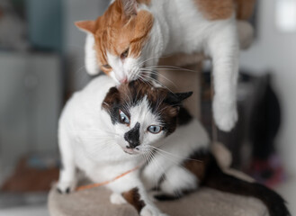 brown and white cat on the top of a scraper tower, bites the ear of a black and white cat.  close up
