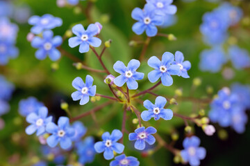 Forget-me-not blue flowers blossoming in spring garden