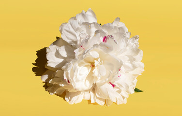 White peony bud on a yellow background. design for fabric, wallpaper, logo, fashion, print.