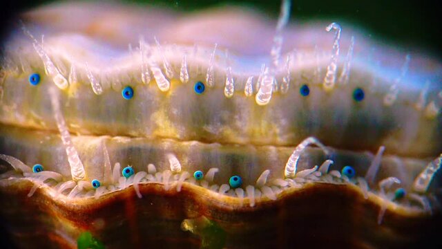 Black Sea mollusk Scallop (Flexopecten ponticus). Small blue eyes and tentacles on the mantle of a bivalve mollusk