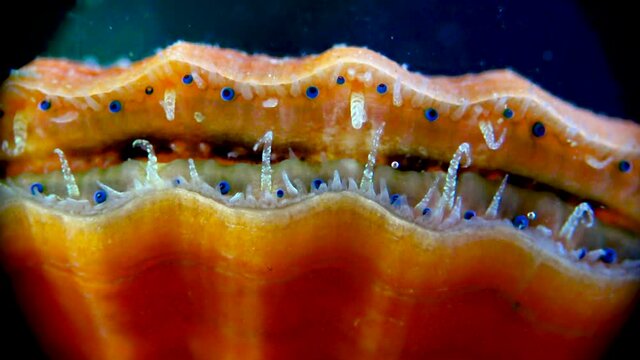 Black Sea mollusk Scallop (Flexopecten ponticus). Small blue eyes and tentacles on the mantle of a bivalve mollusk