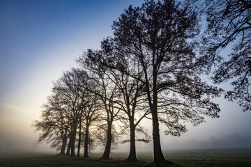 Baumgruppe im Nebel