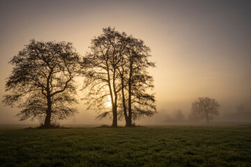 Bäume im Nebel bei Sonnenaufgang