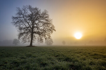Fototapeta na wymiar Nebelmorgen auf dem Feld
