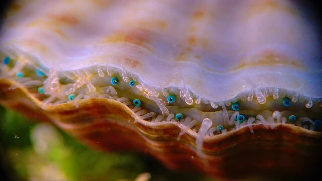 Black Sea mollusk Scallop (Flexopecten ponticus). Small blue eyes and tentacles on the mantle of a bivalve mollusk