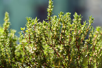 Fresh thyme growing outdoors in sunny weather