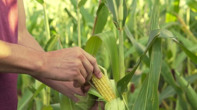 The farmer holds in his hands the young corn, close up.Agricultury industry.immature ear of corn.4k