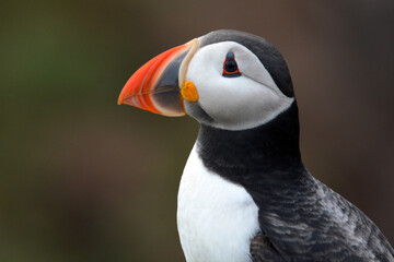 Puffin